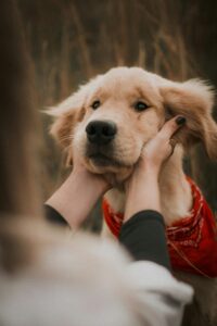Golden Retriever con bandana rossa accarezzato dolcemente da una persona.