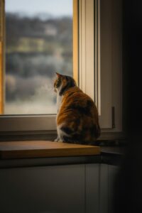 Gatto tartarugato seduto su un davanzale che guarda fuori dalla finestra al tramonto.