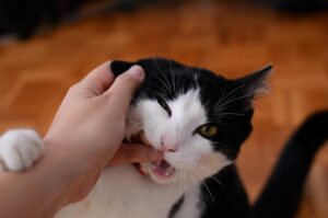 Gatto bianco e nero che gioca mordendo affettuosamente la mano del suo umano.