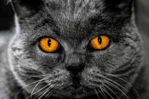 Primo piano del muso di un gatto grigio con occhi giallo intenso, che fissa dritto nell’obiettivo con sguardo magnetico.