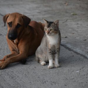 Cane marrone sdraiato accanto a un gatto tigrato su un marciapiede grigio. I due animali guardano nella stessa direzione, in armonia silenziosa.