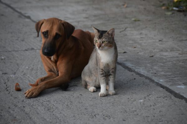 Cane marrone sdraiato accanto a un gatto tigrato su un marciapiede grigio. I due animali guardano nella stessa direzione, in armonia silenziosa.